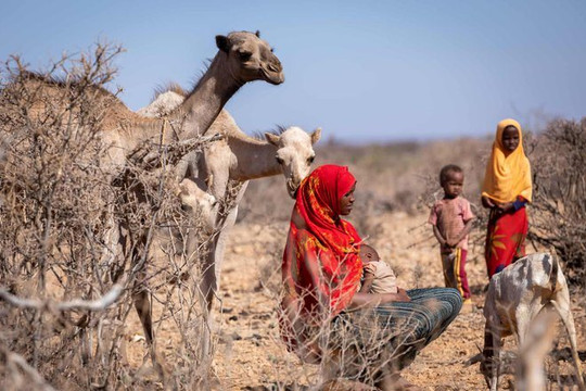 Trẻ suy dinh dưỡng, gia súc chết đầy đất vì nạn đói ở Ethiopia

