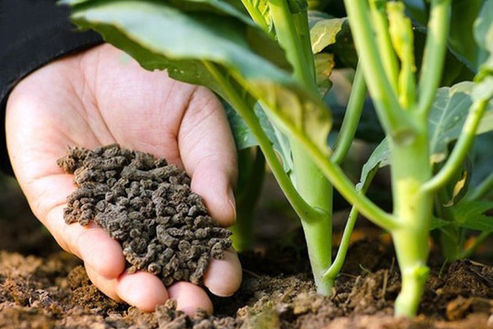Các nhà khoa học Việt chế phân bón lá từ men bia cho rau an toàn
