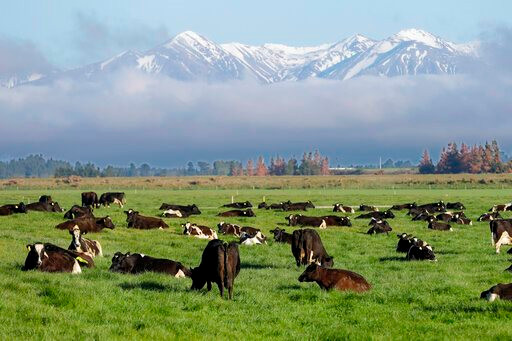 Nông dân lên án đề xuất đánh thuế khí thải nông nghiệp của chính phủ New Zealand
