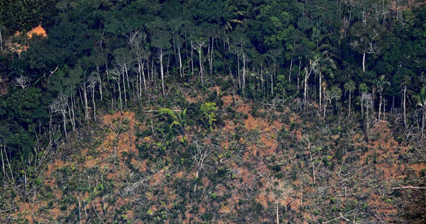 Bảo tồn rừng Amazon để đạt mục tiêu khí hậu